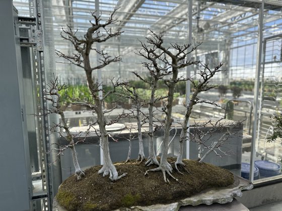 a forst style bonsai with several trees in one bonsai tray